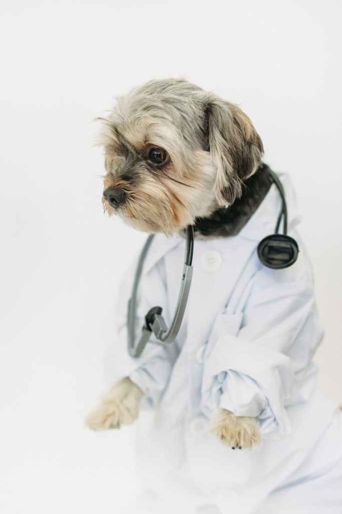 Curso Gratis Veterinaria Doméstica: Tema 5 «Señales de alerta que indican que una mascota está enferma».